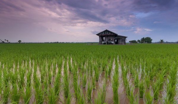 บ้านติดทุ่งนา สร้างบ้านเอง ประสบปัญหา อะไรบ้างไหม